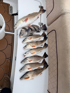 Blasted today with redfish and black drum using deep sea jigging and trolling techniques!