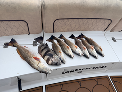 Nice redfish haul using deep sea jigging and light tackle techniques!