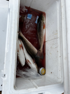 Nice redfish in the cooler after a great day of deep sea jigging and trolling around Savannah!