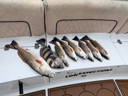 Nice redfish caught using deep sea jigging and light tackle techniques today!