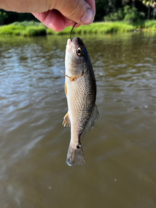 Nice redfish on light tackle in Savannah! Clear conditions made for great fishing.
