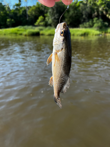 Nice redfish on light tackle in clear conditions!