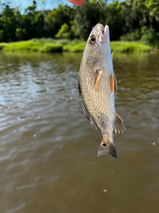 Nice redfish using deep sea jigging and trolling in clear conditions!