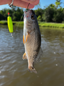 Nice redfish on light tackle with a yellow lure in Savannah!