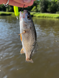 Nice redfish on a yellow lure! Deep sea jigging and trolling paying off in these clear conditions.