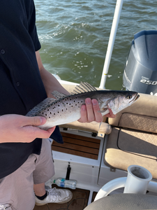 Reeled in a beauty on the open water!