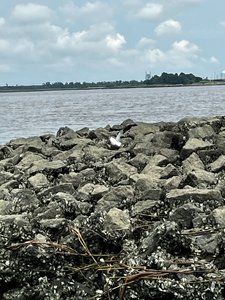 Perfect fishing conditions with deep sea jigging and light tackle setup along this rocky shoreline.