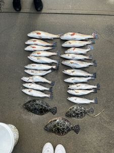 Southern Flounder and Spotted Weakfish caught while fishing in Savannah