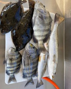 Six sheepshead and spotted weakfish in Savannah
