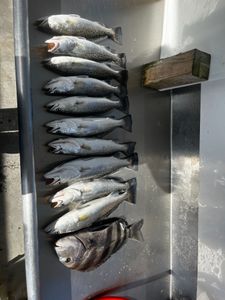 9 sheepshead and spotted weakfish caught in Savannah