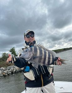 A sheepshead fish caught while fishing in Savannah