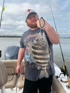 Sheepshead, a 20-inch fish, caught while fishing in Savannah