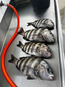 Four sheepshead fish caught in Savannah