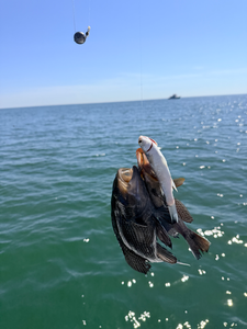 Nice sea bass using deep sea jigging and trolling techniques. Partly cloudy conditions made for an exciting adventure on the water.