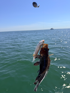 Nice sea bass using deep sea jigging techniques off Savannah!