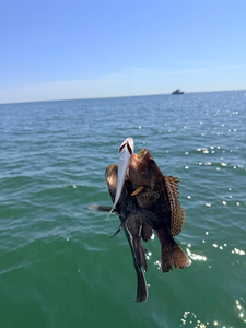 Nice sea bass using deep sea jigging in partly cloudy conditions!
