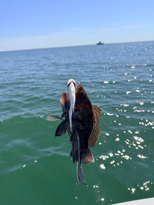 Nice sea bass using light tackle in Savannah waters!