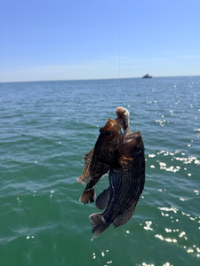 Nice pair of sea bass using deep sea jigging techniques in partly cloudy conditions.