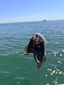 Nice sea bass caught using deep sea jigging and trolling techniques in Savannah waters!