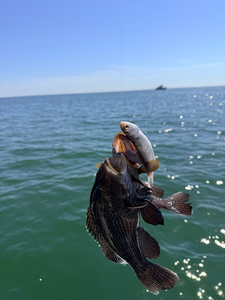 Exciting sea bass action using deep sea jigging and light tackle techniques!