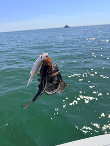 Exciting sea bass action using deep sea jigging! Great day on the water.