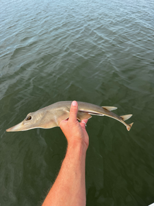 Nice catch using deep sea jigging and light tackle techniques!