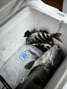 Nice mixed bag of sheepshead and black drum using light tackle techniques in partly cloudy conditions.