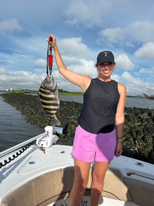 Nice sheepshead using light tackle near the rocks!