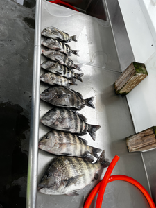 Blasted today with these sheepshead using deep sea jigging and light tackle!