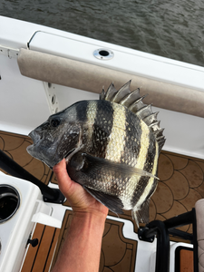 Nice sheepshead on light tackle using deep sea jigging techniques!