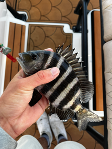 Nice sheepshead on light tackle! Partly cloudy conditions made for good fishing.
