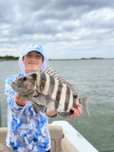 Nice sheepshead caught using light tackle techniques in Savannah waters.