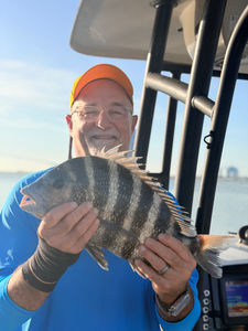 Nice sheepshead caught using deep sea jigging and light tackle techniques in Savannah waters.