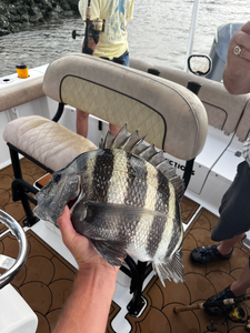 Nice sheepshead using deep sea jigging techniques!