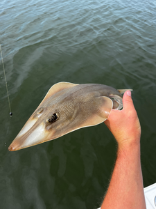 Nice squid on light tackle jigging in Savannah waters!
