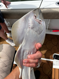 Nice stingray brought in using deep sea jigging and light tackle techniques off Savannah!