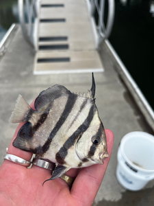 Nice striped catch using deep sea jigging in partly cloudy conditions!