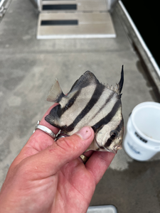 Nice striped catch using light tackle techniques in partly cloudy conditions!
