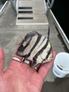 Nice striped catch using deep sea jigging and light tackle!