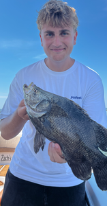Nice tripletail using deep sea jigging and light tackle techniques!