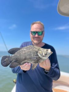 Tripletail fish caught on a fishing tour in Savannah