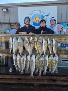 Black drum fishing catch displayed at marina in Corpus Christi TX with group of anglers