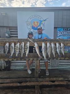 11 black drum fish caught in Corpus Christi, Texas during cruises and fishing trip