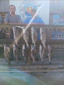 Nine black drum fish caught by two people in TX