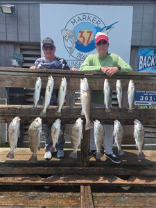 13 black drum and spotted weakfish fish caught on a fishing trip in TX