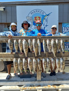 A group of 22 impressive black drum fish caught in TX on a cruises and fishing trip