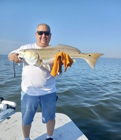 A redfish caught in TX measuring 27 inches