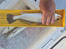 Nice pair of speckled trout on the measuring board! Clear conditions made for an exciting day of jigging.