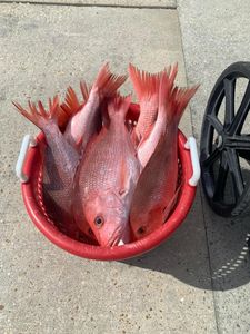 Fish-Species