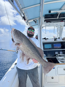 A fisherman holding a large gag grouper caught in Panama City Beach, Florida